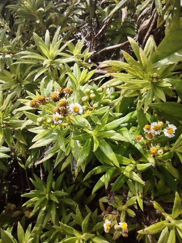 Image of Darwiniothamnus lancifolius by (c) Andrew Meeds, some rights reserved (CC BY)