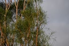 Gyrostemon ramulosus