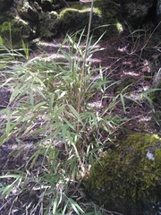 Chusquea septentrionalis