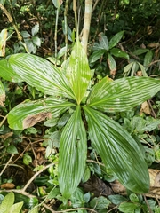 Amischotolype hispida