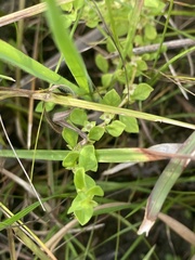 Ludwigia microcarpa