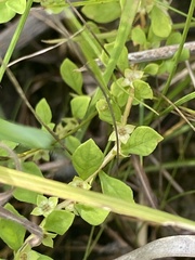 Ludwigia microcarpa