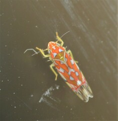Erythroneura rubra