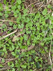 Hydrocotyle acutiloba
