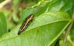 Agrilus stellatus