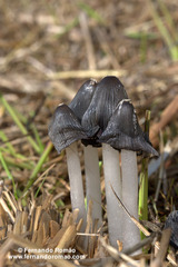 Coprinopsis macrocephala