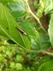 Agrilus stellatus