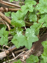 Hydrocotyle acutiloba
