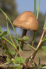 Panaeolus papilionaceus var. parvisporus image