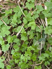 Hydrocotyle acutiloba