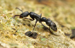 Platythyrea parallela