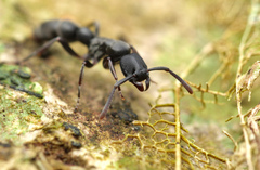 Platythyrea parallela