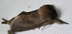 Pygaerinae