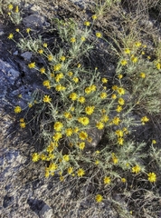 Thymophylla setifolia