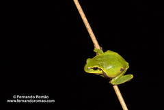 Hyla molleri