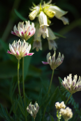Trifolium dasyphyllum