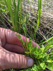 Parnassia palustris