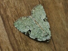 Leuconycta diphteroides