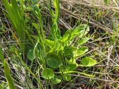 Parnassia palustris