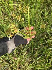 Cyperus ochraceus