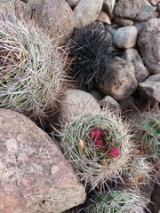 Eriosyce coimasensis