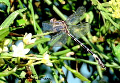 Phyllogomphoides pacificus