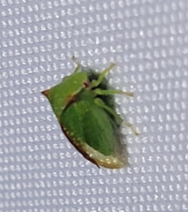 Stictocephala militaris