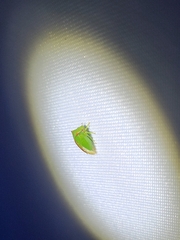 Stictocephala militaris