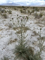 Cirsium mohavense
