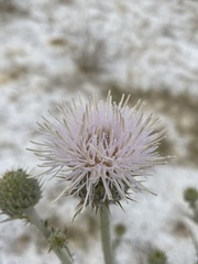 Cirsium mohavense