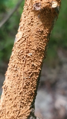 Hymenochaete cinnamomea