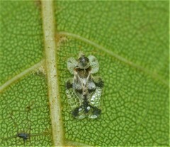 Corythucha juglandis