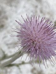 Cirsium mohavense