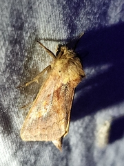 Bellura densa