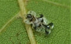 Corythucha juglandis