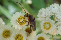 Lepturopsis dolorosa