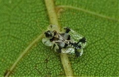 Corythucha juglandis