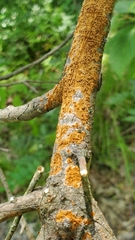 Hymenochaete cinnamomea