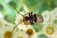 Lepturopsis dolorosa