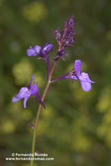Linaria incarnata