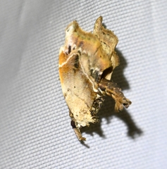 Euwilemania angulata