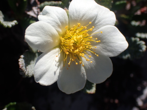 Hooker's eight-petal mountain-avens (Dryas hookeriana)