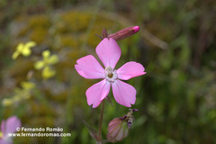 Silene psammitis