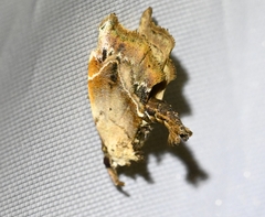 Euwilemania angulata