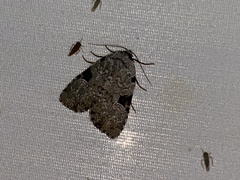 Nola triquetrana