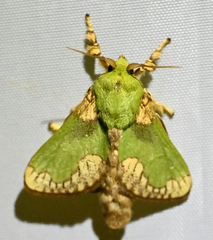 Parasa pastoralis