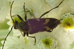 Toxoleptura vexatrix