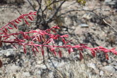 Hesperaloe parviflora