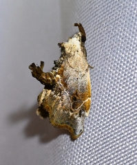 Euwilemania angulata