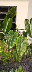 Philodendron cordatum